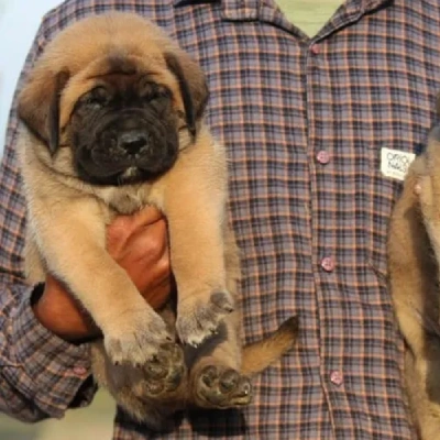 English Mastiff puppies for sale in Ajmer