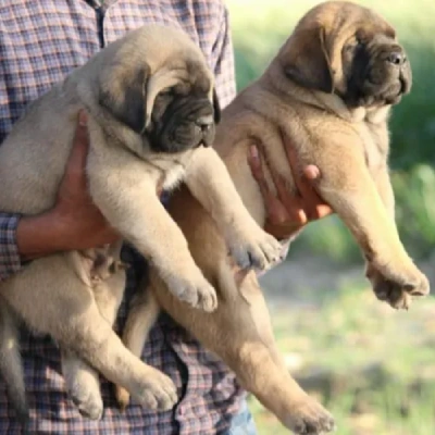 English Mastiff puppies for sale in Jodhpur