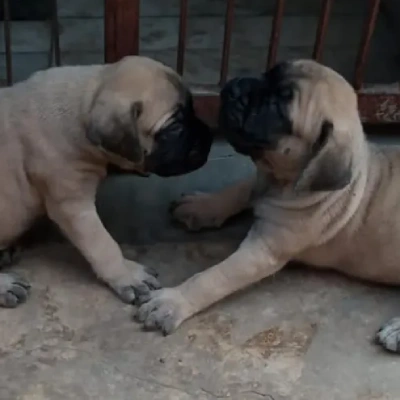 English Mastiff puppies for sale in Vijayawada