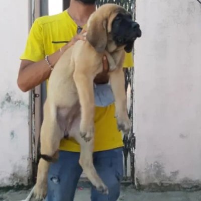 English Mastiff puppies for sale in Vijayawada