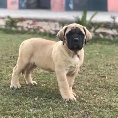 English Mastiff puppies for sale in Vijayawada