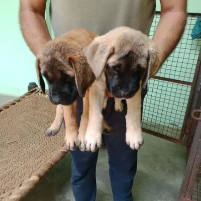 English Mastiff puppies for sale in Vijayawada