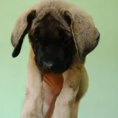 English Mastiff puppies for sale in Bikaner