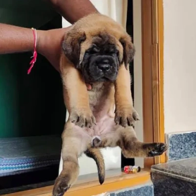 English Mastiff puppies for sale in Vijayawada