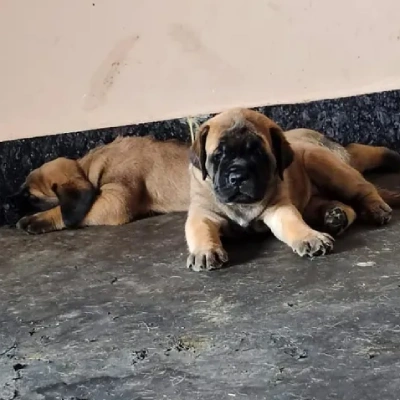 English Mastiff puppies for sale in Jodhpur