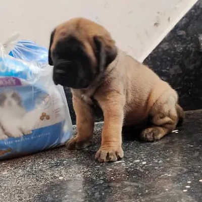 English Mastiff puppies for sale in Ajmer