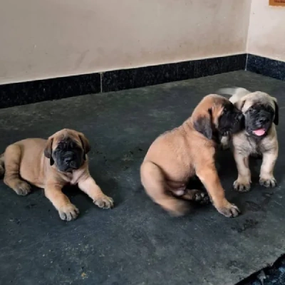 English Mastiff puppies for sale in Ajmer