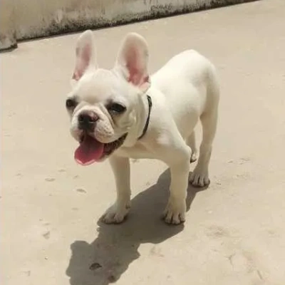 French Bulldog

 puppies for sale in Ajmer