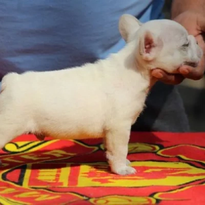 French Bulldog  puppies for sale in Vijayawada