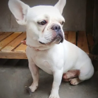 French Bulldog

 puppies for sale in Bikaner