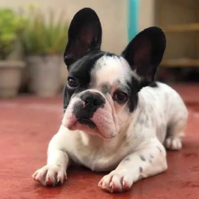 French Bulldog

 puppies for sale in Ajmer