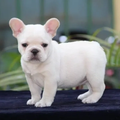 French Bulldog

 puppies for sale in Ajmer