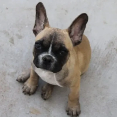 French Bulldog

 puppies for sale in Bikaner