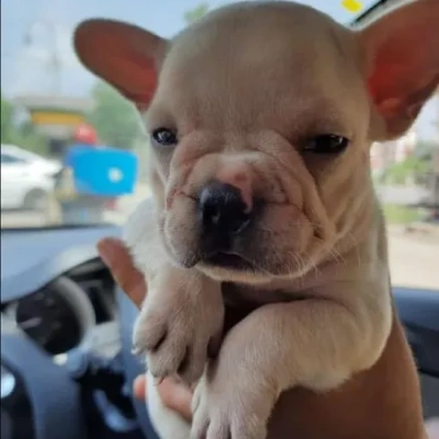 French Bulldog

 puppies for sale in Ajmer