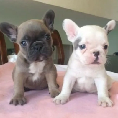 French Bulldog

 puppies for sale in Bikaner