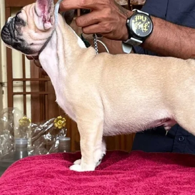 French Bulldog

 puppies for sale in Ajmer