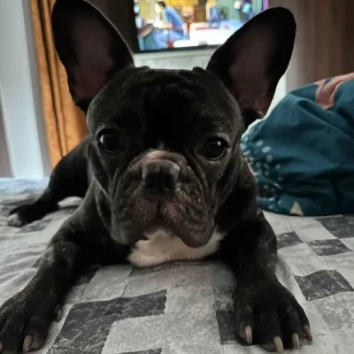 French Bulldog

 puppies for sale in Ajmer