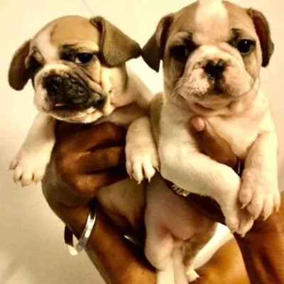 French Bulldog

 puppies for sale in Bikaner