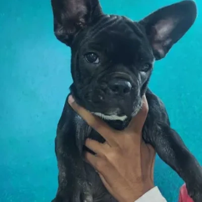 French Bulldog

 puppies for sale in Ajmer