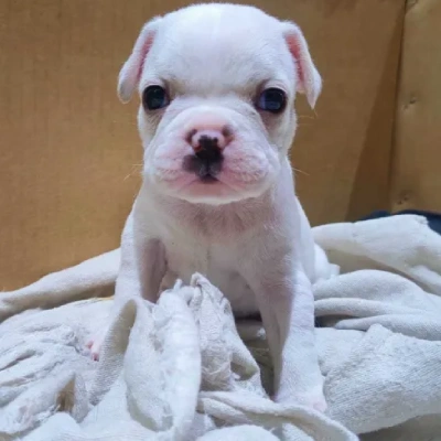 French Bulldog

 puppies for sale in Bikaner