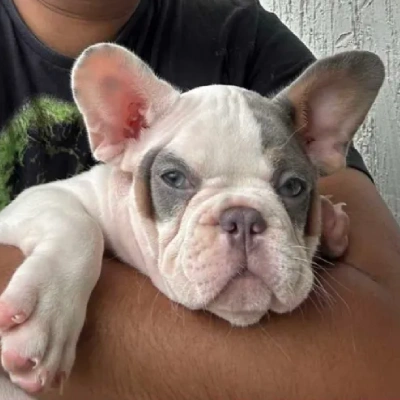 French Bulldog

 puppies for sale in Bikaner