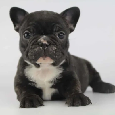 French Bulldog

 puppies for sale in Ajmer