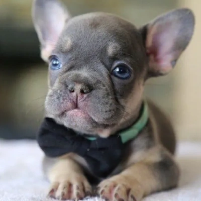 French Bulldog

 puppies for sale in Ajmer