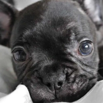 French Bulldog

 puppies for sale in Bikaner