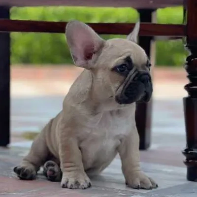 French Bulldog

 puppies for sale in Ajmer