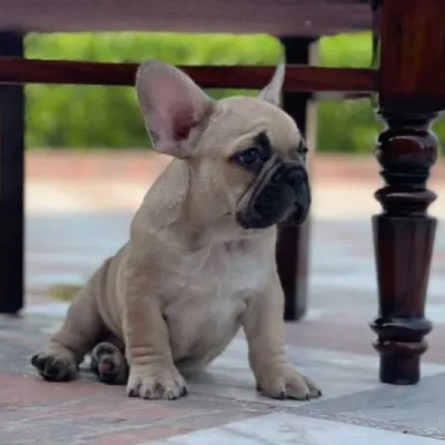 French Bulldog  puppies for sale in Vijayawada