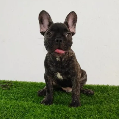 French Bulldog

 puppies for sale in Ajmer