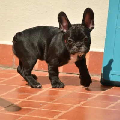 French Bulldog

 puppies for sale in Bikaner