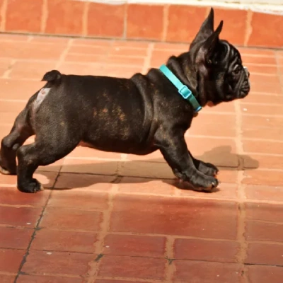 French Bulldog

 puppies for sale in Ajmer