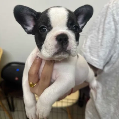 French Bulldog  puppies for sale in Vijayawada