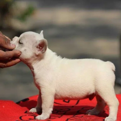 French Bulldog

 puppies for sale in Bikaner