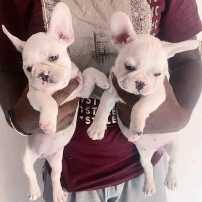 French Bulldog

 puppies for sale in Bikaner