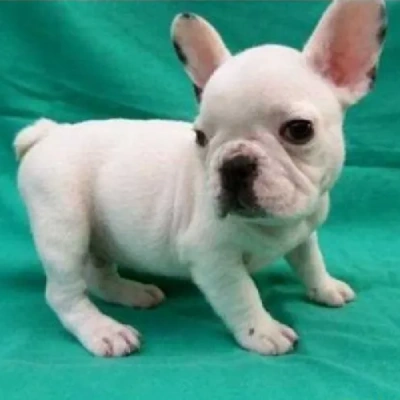 French Bulldog  puppies for sale in Vijayawada