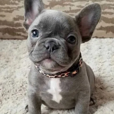 French Bulldog

 puppies for sale in Ajmer