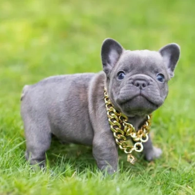 French Bulldog

 puppies for sale in Ajmer