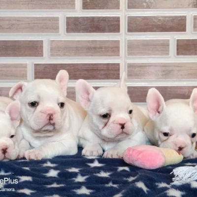 French Bulldog  puppies for sale in Vijayawada