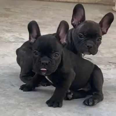 French Bulldog

 puppies for sale in Bikaner