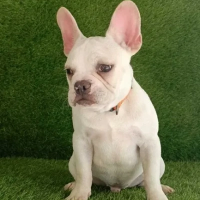 French Bulldog

 puppies for sale in Ajmer