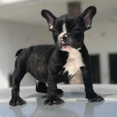 French Bulldog

 puppies for sale in Ajmer