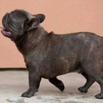 French Bulldog

 puppies for sale in Bikaner