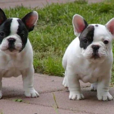 French Bulldog  puppies for sale in Vijayawada