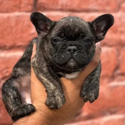 French Bulldog

 puppies for sale in Bikaner