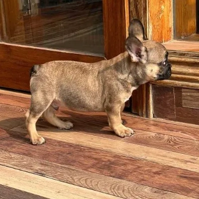 French Bulldog

 puppies for sale in Bikaner