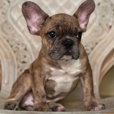 French Bulldog

 puppies for sale in Ajmer