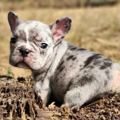 French Bulldog

 puppies for sale in Bikaner