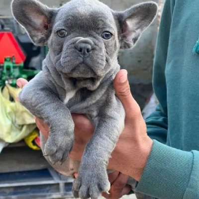 French Bulldog

 puppies for sale in Ajmer